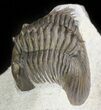 Platyscutellum Trilobite With Axial Spines - Ofaten, Morocco #47070-3